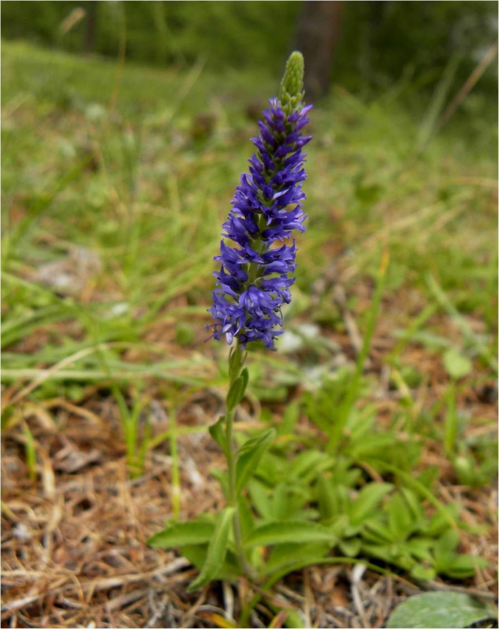 Veronica allionii